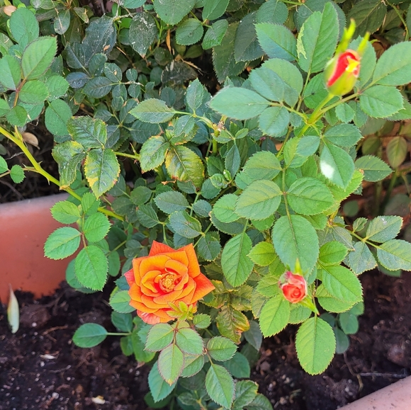 Meet your Posher, Tracy - Picture 6 of 11